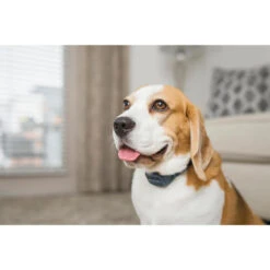 PetSafe ANTI ABOIEMENT SONORE RECHARGEABLE -Regatta Promos Boutique anti aboiement sonore rechargeable 6