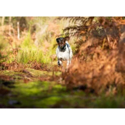 PACK COLLIER + TÉLÉCOMMANDE DE DRESSAGE POUR CHIEN NUM'AXES CANICOM 1500 -Regatta Promos Boutique pack collier telecommande de dressage pour chien numaxes canicom 1500 3